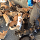 Illustration for article titled Cats Rule These Japanese Islands